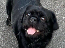 Pug cross