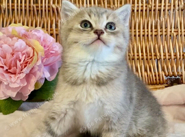 BEAUTIFUL BLUE GOLDEN SHADED BSH BOY
