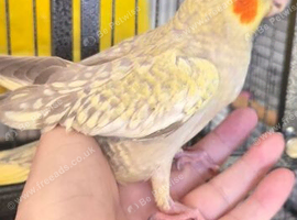 Cockatiels pairs single and handreared conures