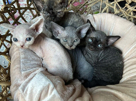 Devon Rex kittens