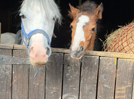 Re available due to a time waster unreg Welsh a mare