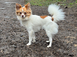 Long haired chihuahua male