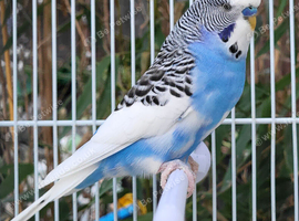 Various Stunning Quality Beautiful Budgies