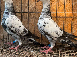 TIGER GRIZZLE RACING PIGEONS