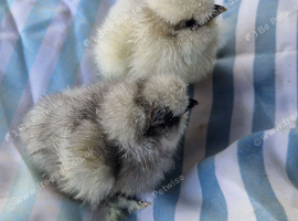 Silkie chicks for sale