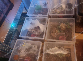 X6 obt kenya tarantula Unsexed