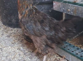 Hen