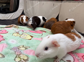 Boy guinea pigs
