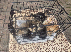 5 kittens on sale &pound;100 each