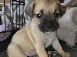 Gorgeous Jug Puppies