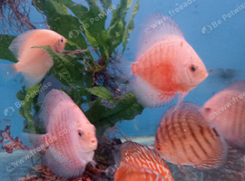 Homebred young Discus.