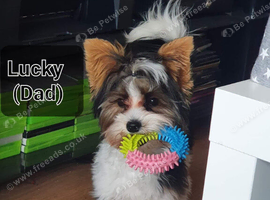 Yorkshire Biewer Terrier Puppies