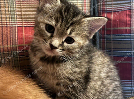 Silver tabby x