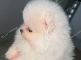 Perfect Pomeranians