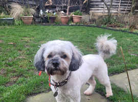 Shihpoo