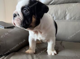 Stunning black tri male puppy