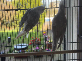 Male & Female Cockatiels for sale