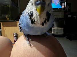 Budgies