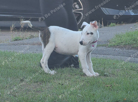 We have 1 puppie left English bull terrier cross staffy cross german sheapard