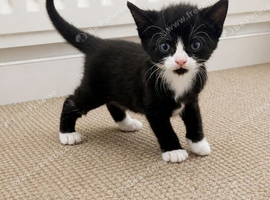 Adorable black and white female kitten &ndash; available to reserve
