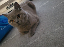 British shorthair