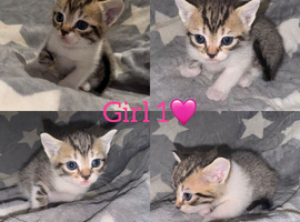 7 GORGEOUS RAGDOLL CROSS KITTENS