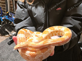 7yr Female Amal Corn Snake + Full Glass & wooden Vivarium Setup &pound;160 ono - Dewsbury