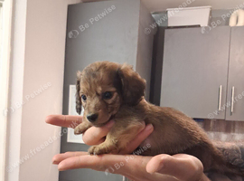 Tiny longhaired dachshunds