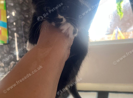 Kittens needing new homes