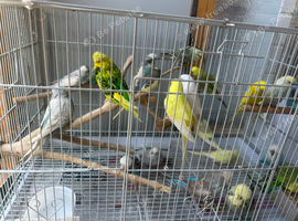 Job lot of budgies for sale