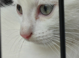 Kittens are looking for a new home