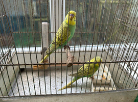 young budgies