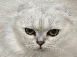 Stunning highsilver Scottish fold