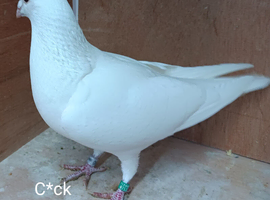 Pair of Pure White Racing Pigeons RPRA Rung Middlesbrough