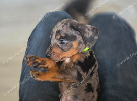 Last Dachshund boy