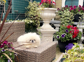 Stunning high quality Pekingese puppies