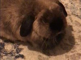 free - looking for a new home for my small lop bunny