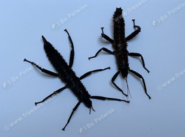 Pair of Giant thorny devil stick insects (Eurycantha Horrida "Popondetta")