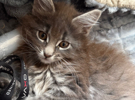 Maine coon kitten