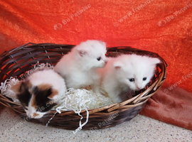 Beautyful, fluffy, kittens.