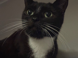 Female cat looking for a loving home