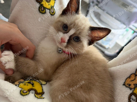 Female kitten