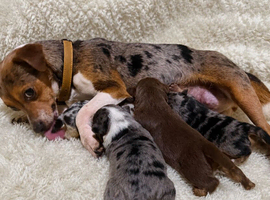 Exceptional Jack Russell Puppies &ndash; Carefully Raised, 5 Homes Only