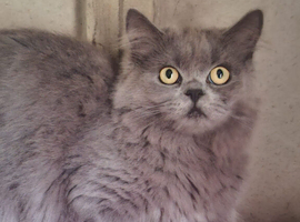 Two brothers Persian X Siberian 1 year old need a home not together .
