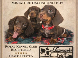 One smooth boy available reduced as ready to go