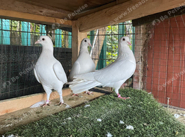 3 garden pigeons