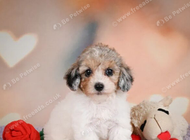 Maltipoo Puppies