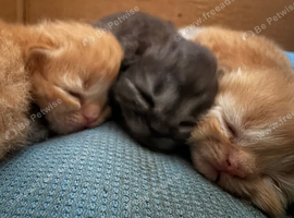 Absolutely beautiful pure bred Persians-only 2 available