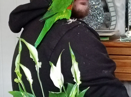 Rainbow lorikeet