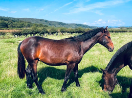For Sale: Exceptional yearning Gelding (Bordergrove Hawera)